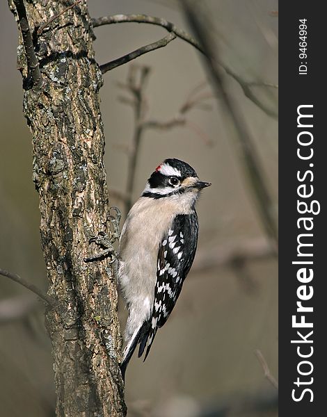 Downy Woodpecker, Picoides pubescens, Posing Nicely