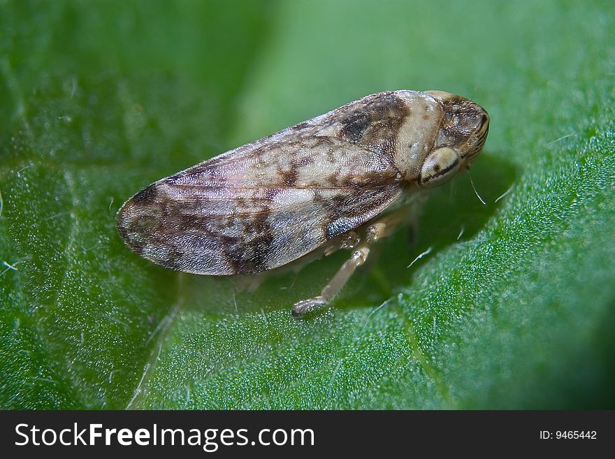 Leafhopper Resting On A Leaf