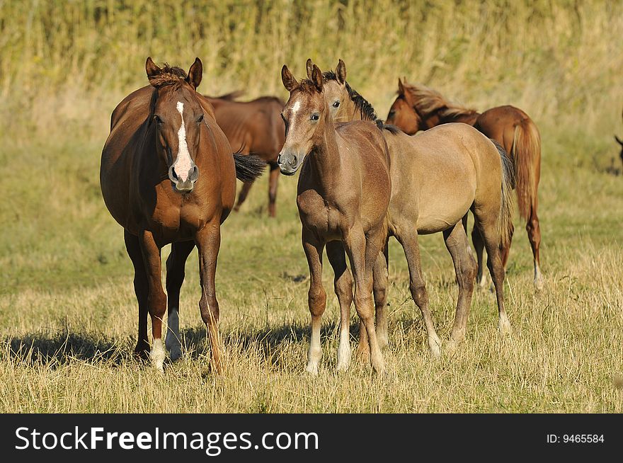 Herd arabian horses whith foals in summer