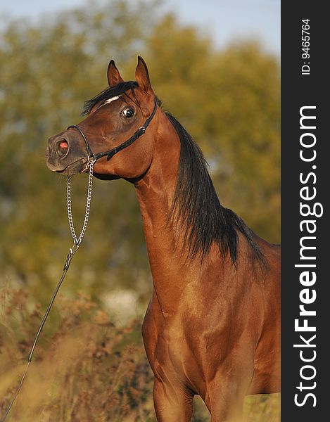 Red arabian horse stallion portrait in summer. Red arabian horse stallion portrait in summer