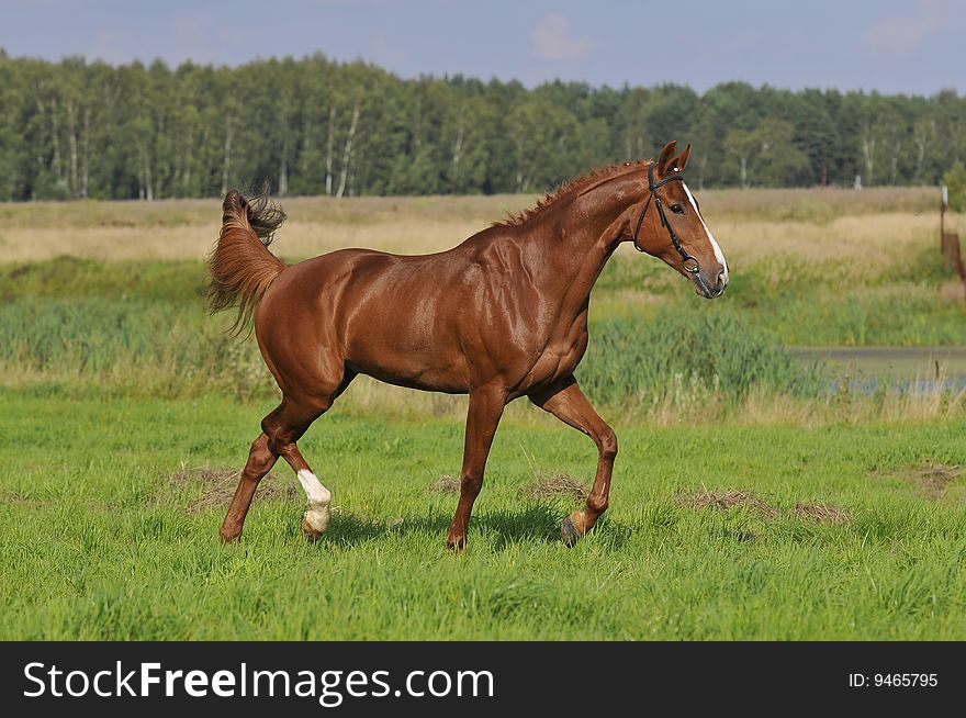 brown horse trots on the meadow