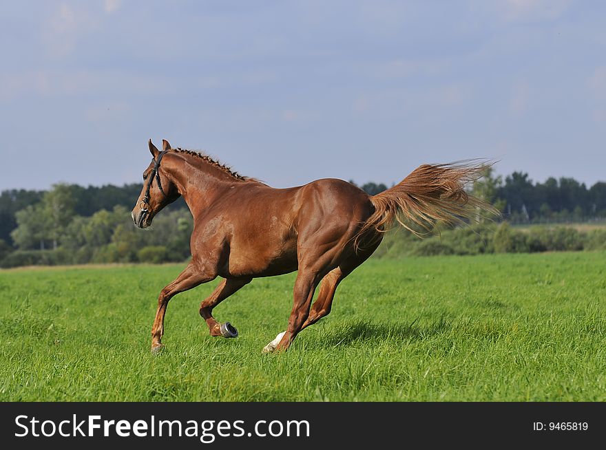 brown horse runs gallop on the meadow