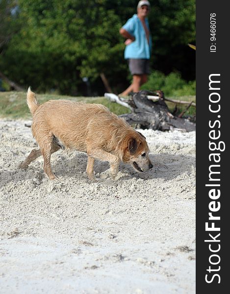 Dog on white sandy beach with owner blurred in background. Dog on white sandy beach with owner blurred in background.