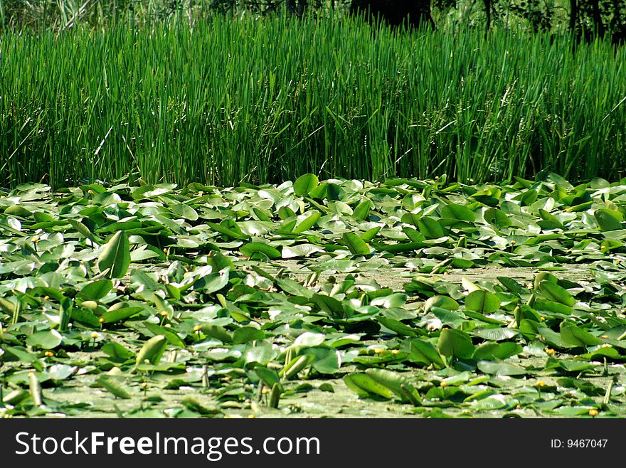 Vegetation in the Danube Delta, Romania