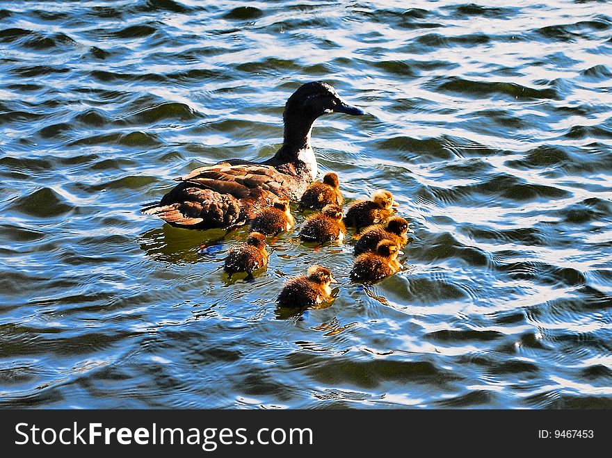 A Duck And Her Chicks