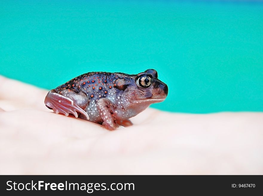 Toad on human hand on blue background. Toad on human hand on blue background