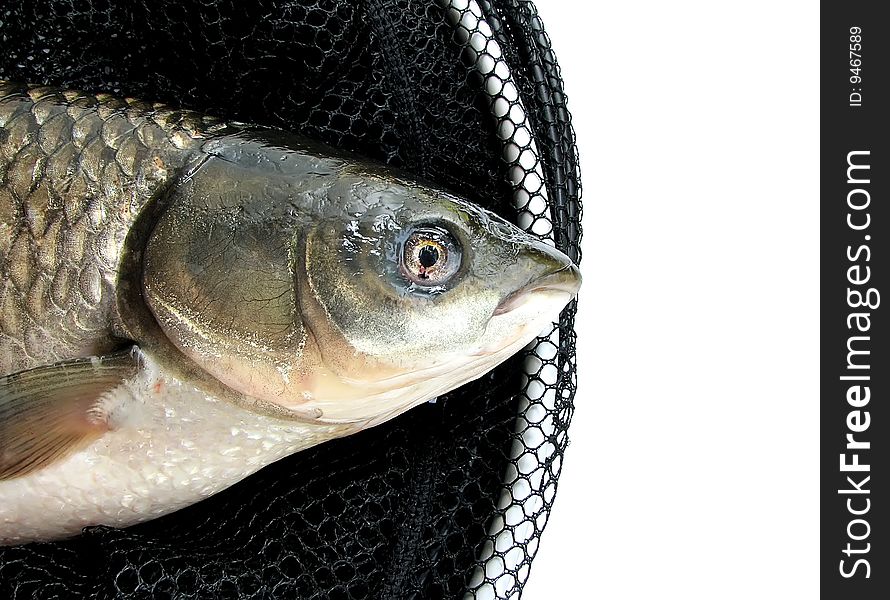 Grass carp in a corf on the isolated white background