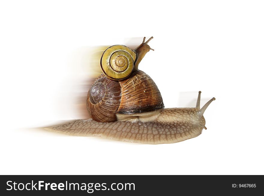 Fast forward (speed snail)