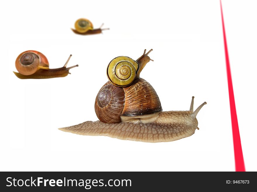 snail carrying a small snail in a race, close to finish. snail carrying a small snail in a race, close to finish