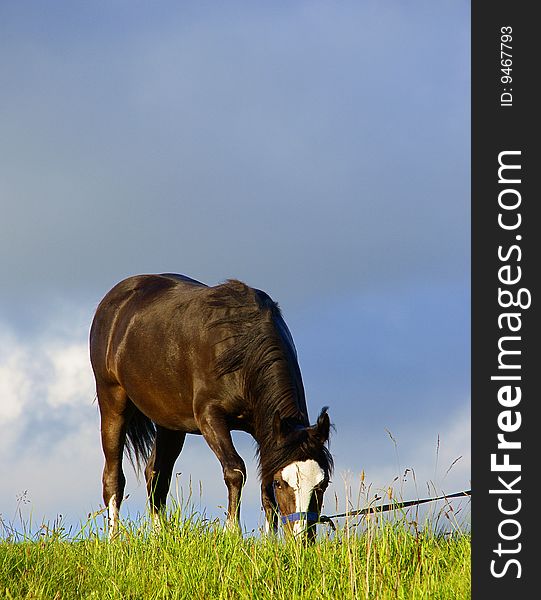 A picture of a year old male horse on top of a hill while grazing. A picture of a year old male horse on top of a hill while grazing