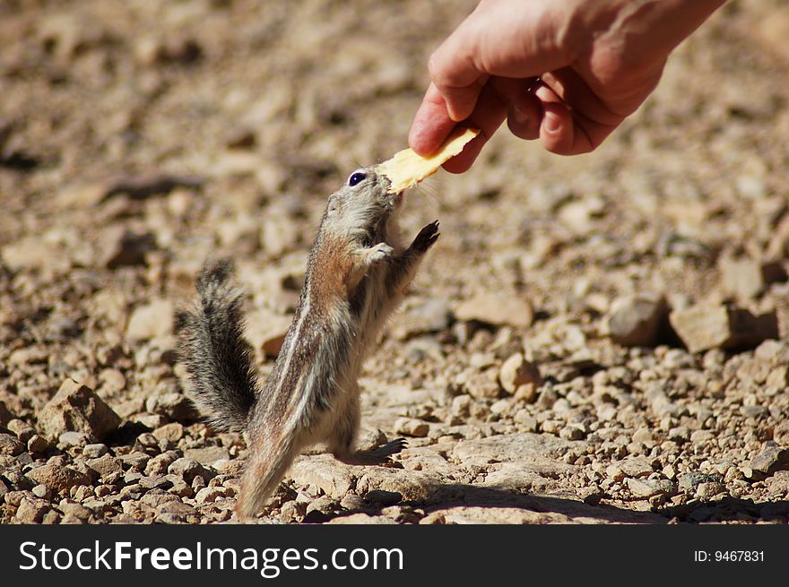 A chipmunk tries to take a cheeky nibble of an offered snack. A chipmunk tries to take a cheeky nibble of an offered snack.