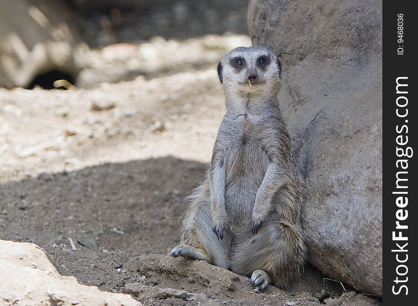 A Meerkat leans against a rock, bits of dried grass on it's mouth and nose. A Meerkat leans against a rock, bits of dried grass on it's mouth and nose