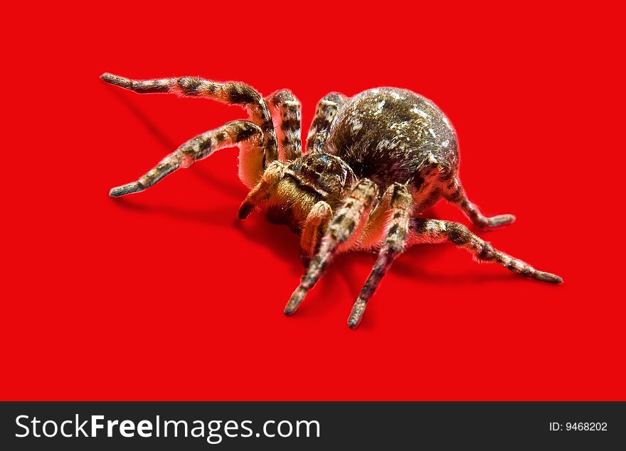 Wolf Spider Isolated On Red