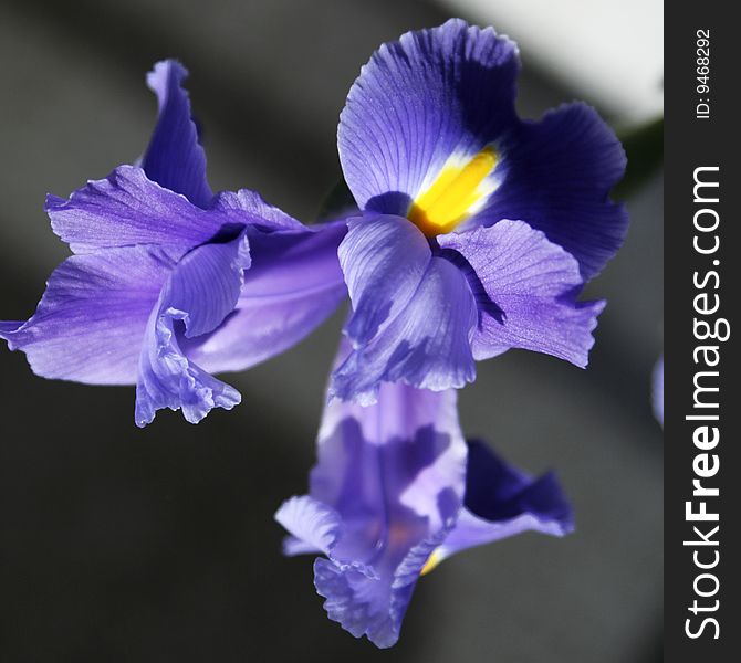 Purple and yellow iris on grey background