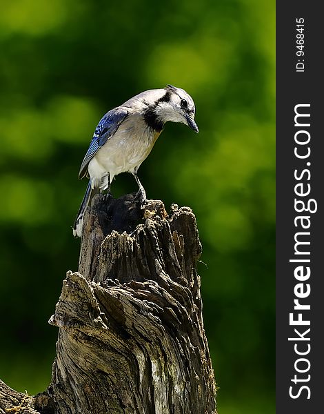 Blue Jay on perch with unique body posture. Blue Jay on perch with unique body posture