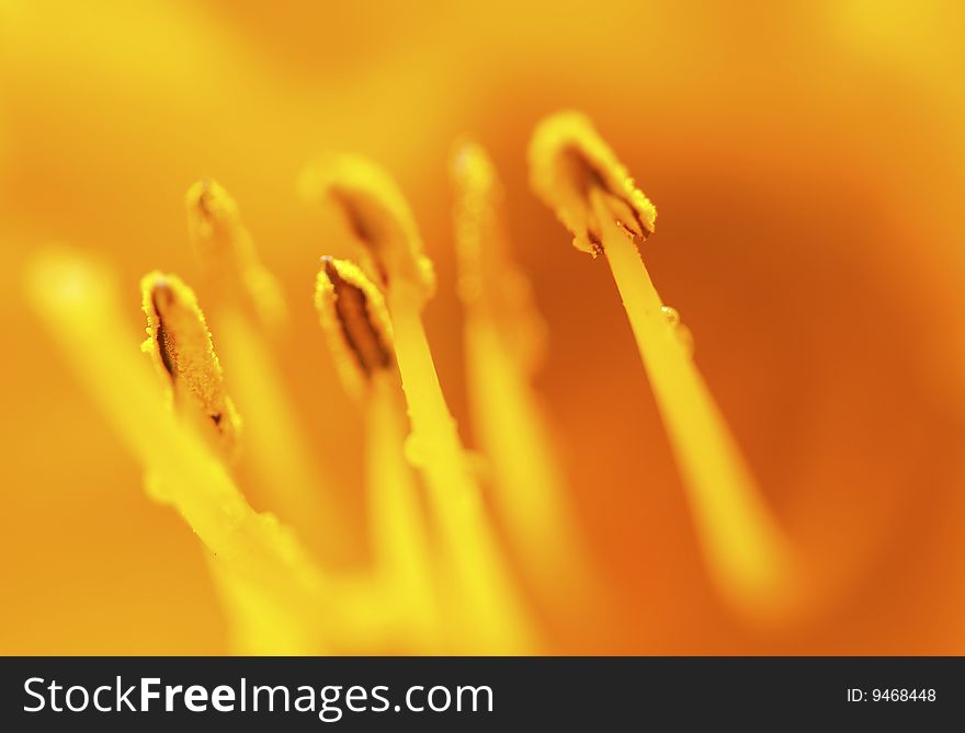 The macro photography of stamen of a yellow tulip.