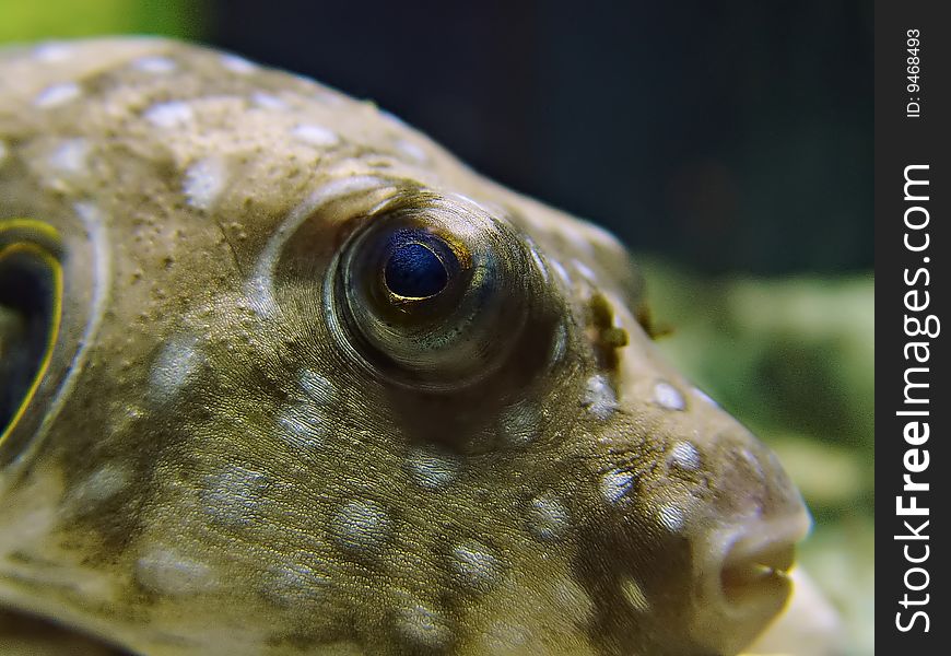 Closeup image of a Blowfish