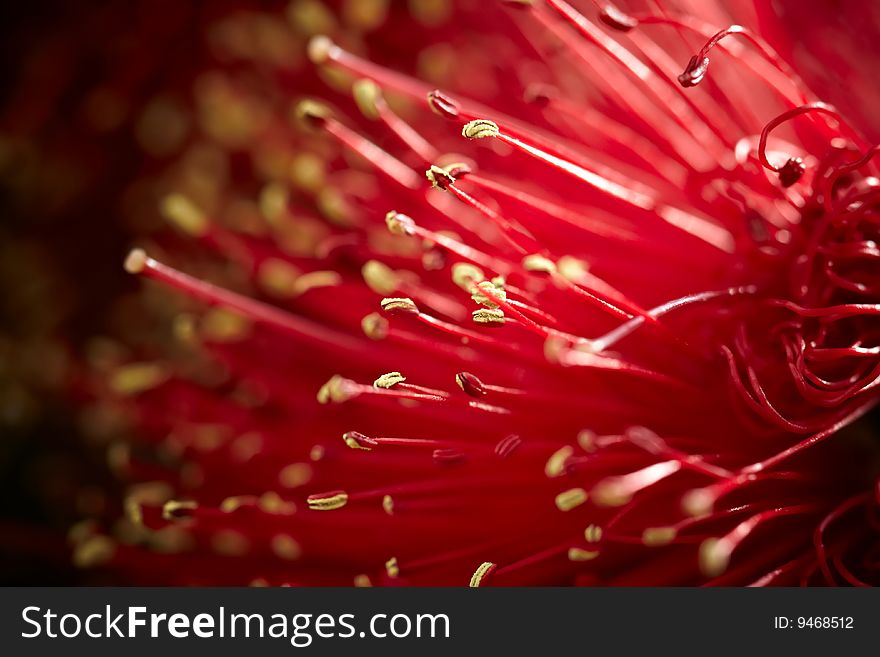 Tipped stamens Macro Photography,red