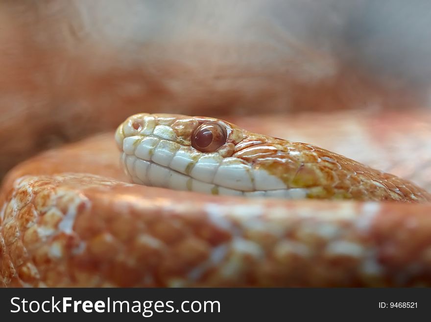 Orange snake,highly toxic,zoo
