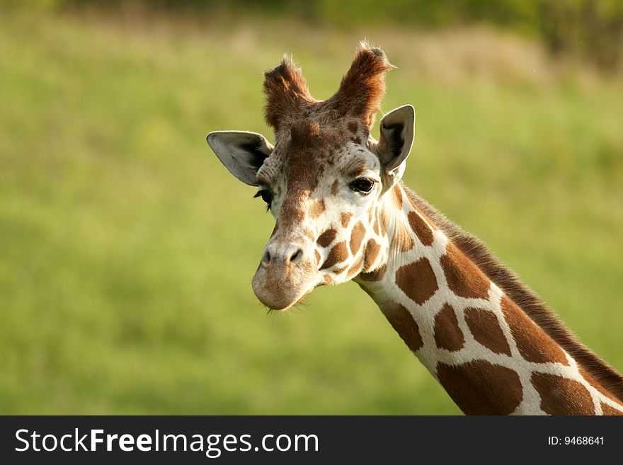 Closeup of a giraffe looking at the camera