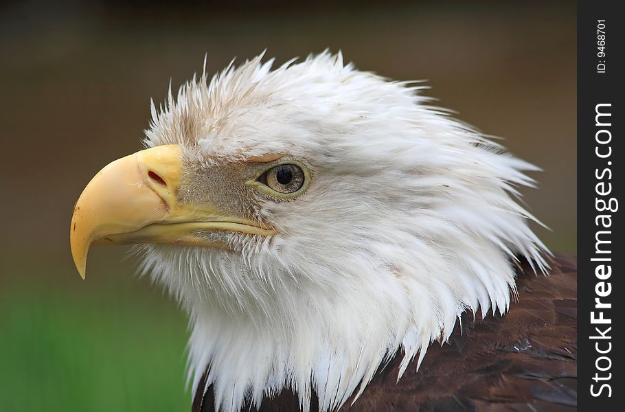 A bald eagle in canada