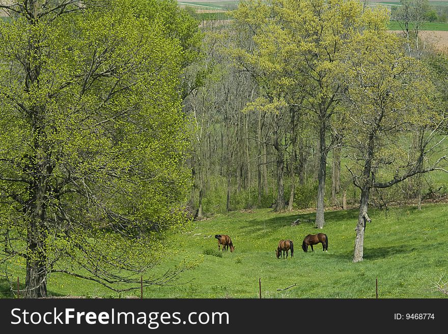 Horses grazing in a spring valley in Wisconsin with tree buds that just opened.