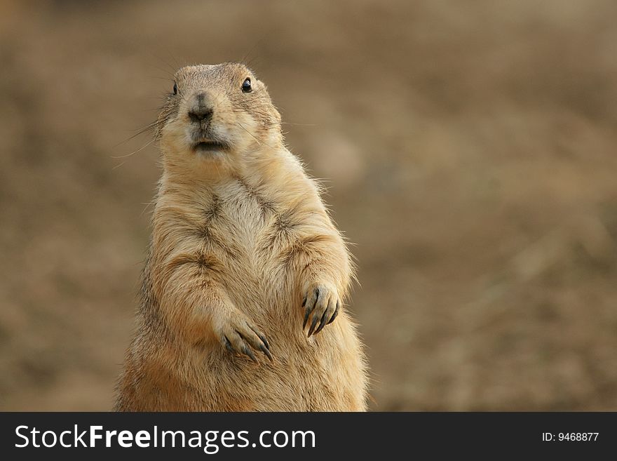 Cute Prairie Dog Keeping Watch