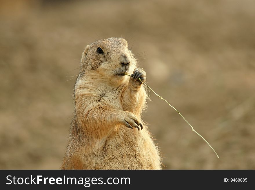 Cute Prairie Dog Eating Grass