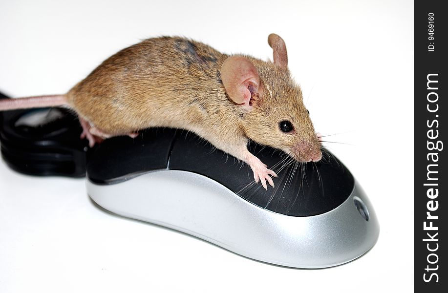 Mouse on a computer mouse. Mouse on a computer mouse