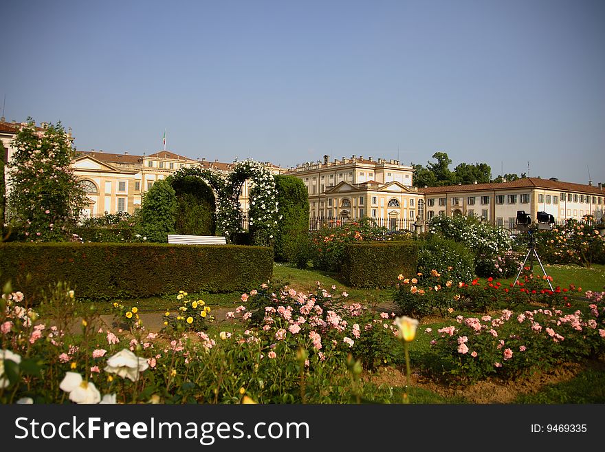 Roses in the Villa Reale's garden, Monza, Italy