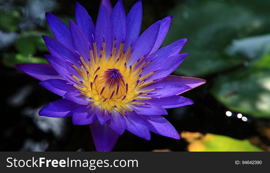 A close up of a blue water lily in water.