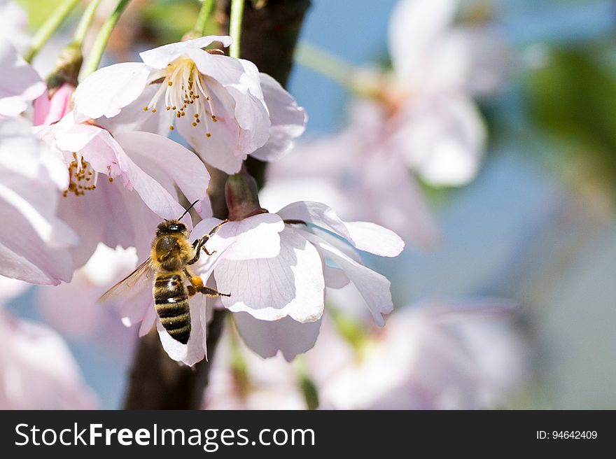 A bee gathers pollen from cherry blossoms. A bee gathers pollen from cherry blossoms.