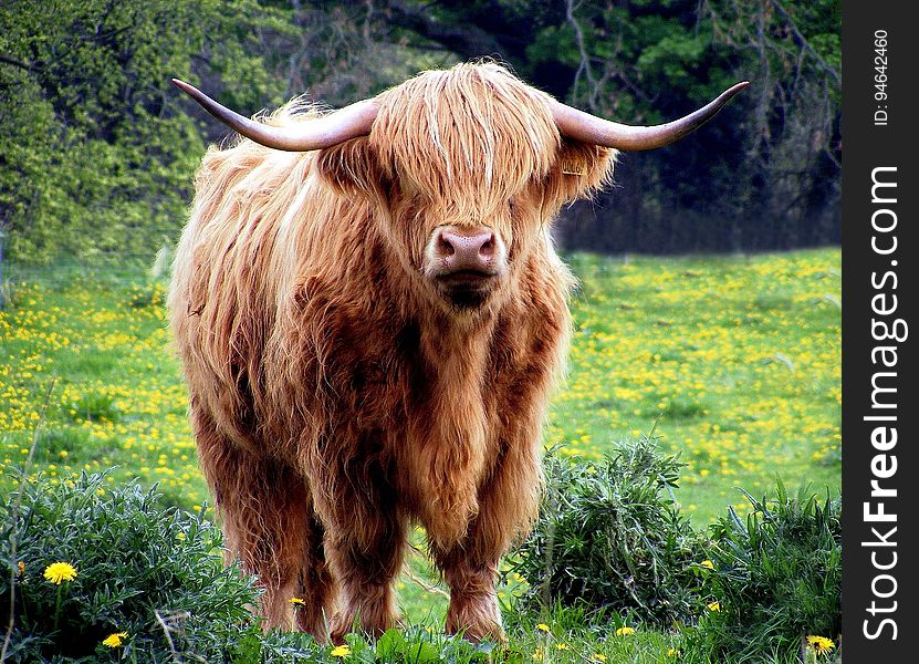 Brown Bull Standing in Green Grass Field at Daytime Photography