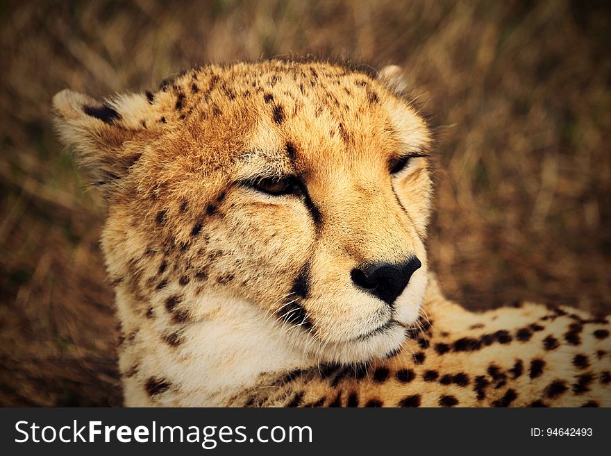 A close up portrait of a cheetah relaxing. A close up portrait of a cheetah relaxing.