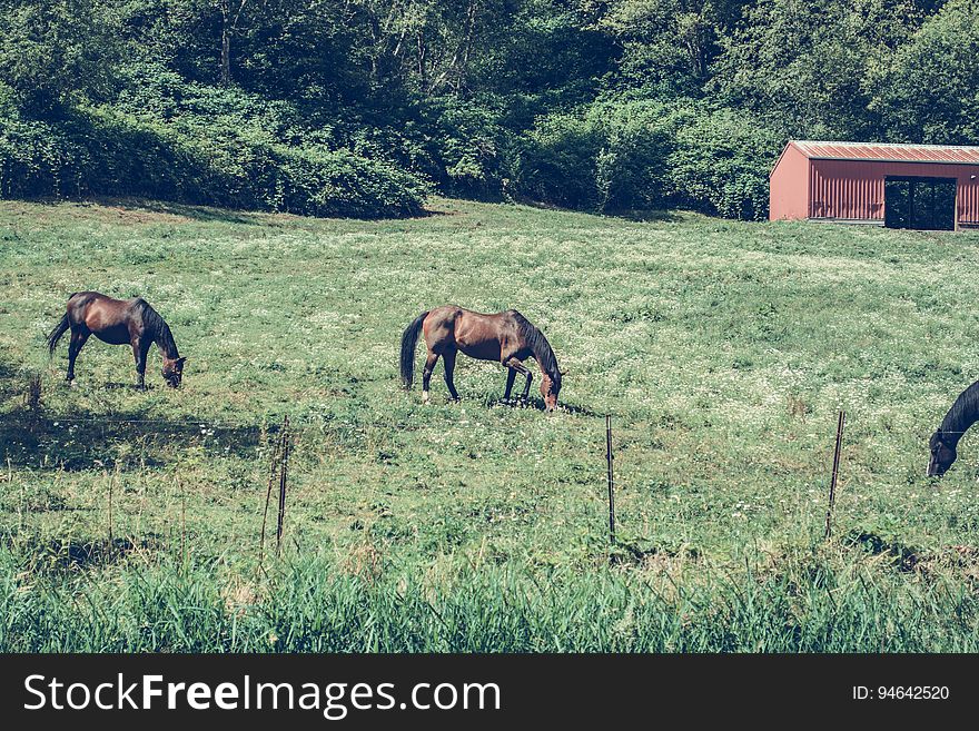 Horses On Pasture