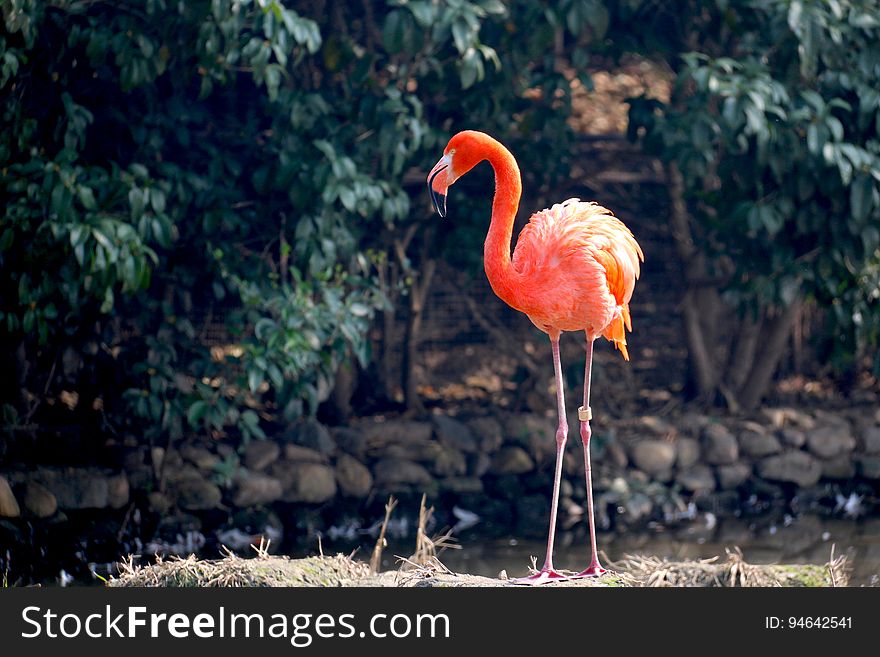 A red flamingo in the sunlight.