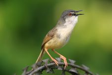 Wild Bird On Steel Wire Stock Photos Wild Bird On Steel Wire Stock Photos