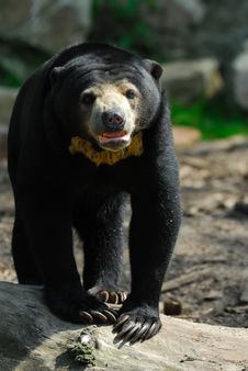 Sun Bear (Helarctos Malayanus) Royalty Free Stock Photos Sun Bear (Helarctos Malayanus) Royalty Free Stock Photos