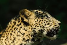 Sri Lanka Leopard Stock Photo