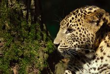 Sri Lanka Leopard Stock Image Sri Lanka Leopard Stock Image