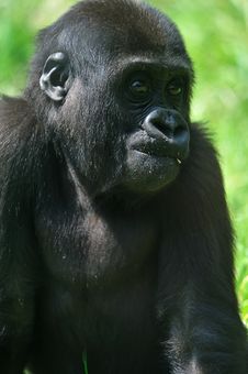 Cute Baby Gorilla Stock Image