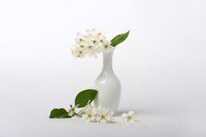 Bird Cherry Royalty Free Stock Photo Bird Cherry Royalty Free Stock Photo