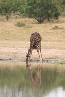 Giraffe In Sabi Sand Reserve, Africa Stock Photo Giraffe In Sabi Sand Reserve, Africa Stock Photo