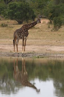 Giraffe In Sabi Sand Reserve, Africa Royalty Free Stock Photos Giraffe In Sabi Sand Reserve, Africa Royalty Free Stock Photos