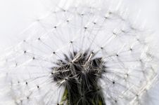 Dandelion Seedhead Royalty Free Stock Photography Dandelion Seedhead Royalty Free Stock Photography