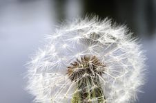 Dandelion Seedhead Royalty Free Stock Image Dandelion Seedhead Royalty Free Stock Image