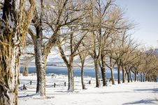 Wintertime Trees Stock Image