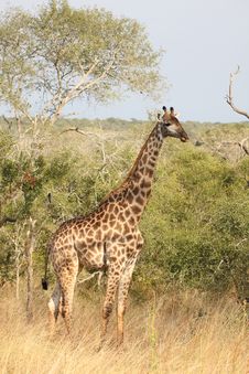 Giraffe In Sabi Sand Reserve, Africa Royalty Free Stock Image Giraffe In Sabi Sand Reserve, Africa Royalty Free Stock Image