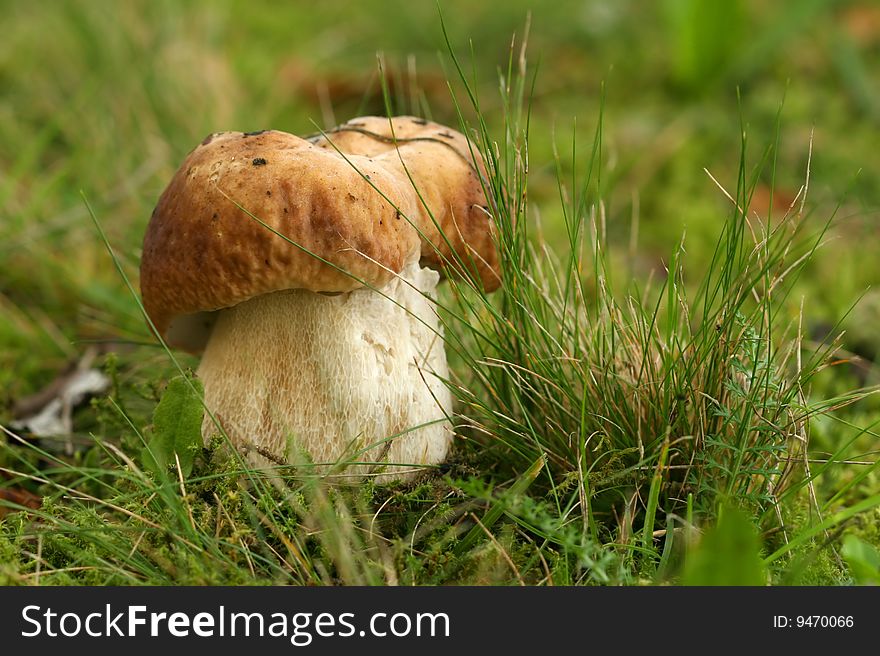Autumn scene: Brown mushroom in the grass