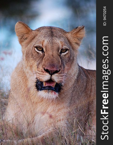 Lioness after a kill with fresh blood on her fur. Lioness after a kill with fresh blood on her fur.